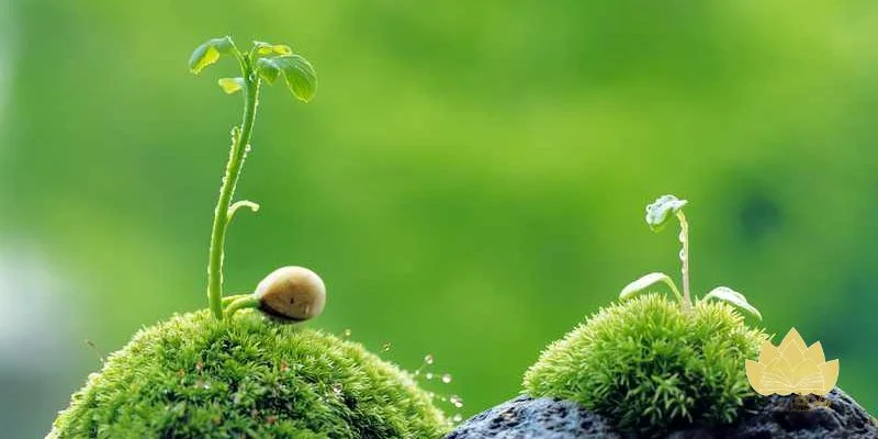 May mắn đến từ nhân duyên, không phải xin là có