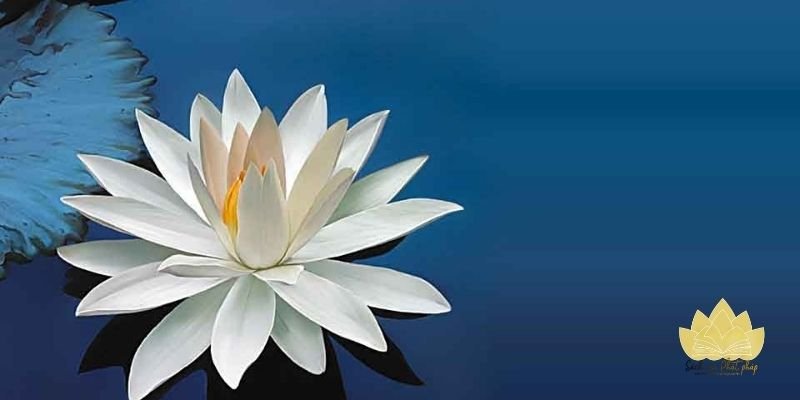 Dùng thơ trong tụng niệm, chia sẻ lễ và mạng xã hội