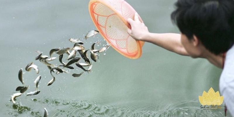 Những sai lầm thường gặp cần tránh khi thực hành phóng sinh