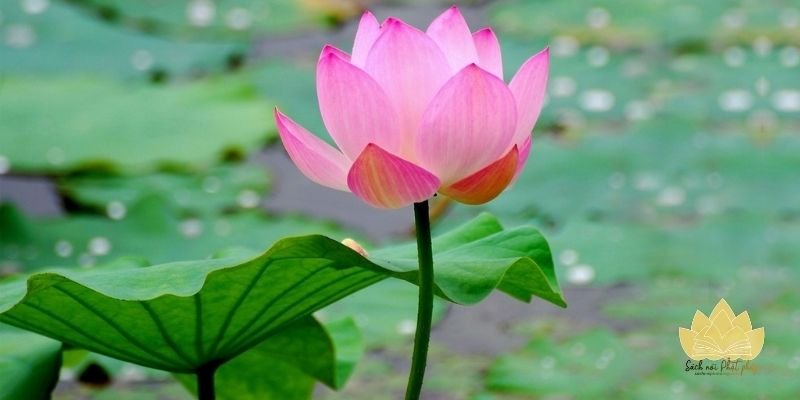 Những vần thơ thiền ngắn gọn mang ý nghĩa sâu sắc