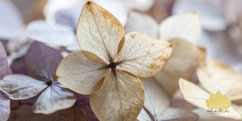 Thi ca giúp thấy vẻ đẹp mong manh của cuộc sống
