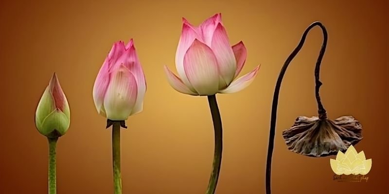 Thi ca phản ánh sinh lão bệnh tử và buông xả