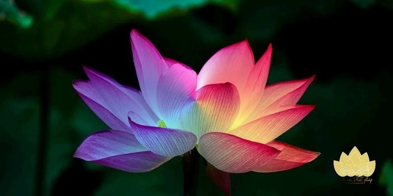 Thơ Tịnh độ nuôi dưỡng chánh niệm và chuyển hóa nội tâm